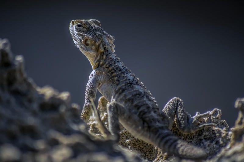 Evolutionary Adaptations